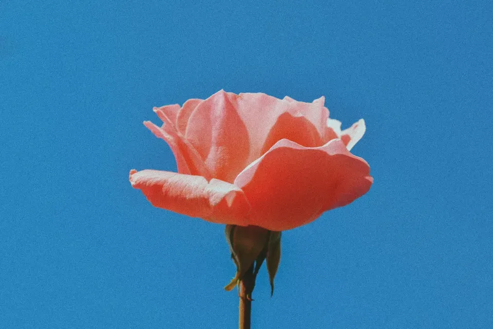 Single pink rose against a bright clear blue sky.